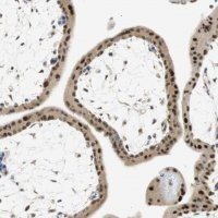 Anti-MSX2 antibody produced in rabbit 