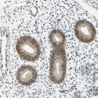 Anti-MSX2 antibody produced in rabbit 