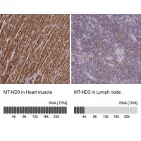 Anti-MT-ND3 antibody produced in rabbit