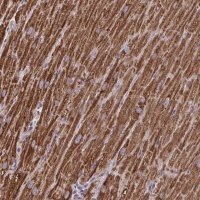 Anti-MT-ND3 antibody produced in rabbit