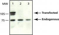 Anti-MTA3L antibody produced in rabbit M0819-200UL