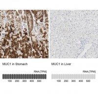 Anti-MUC1 antibody produced in rabbit 