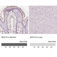 Anti-MUC12 antibody produced in rabbit 