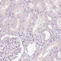 Anti-MUC12 antibody produced in rabbit 