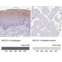 Anti-MUC21 antibody produced in rabbit 