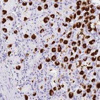 Anti-MUC21 antibody produced in rabbit 