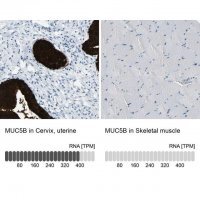 Anti-MUC5B antibody produced in rabbit