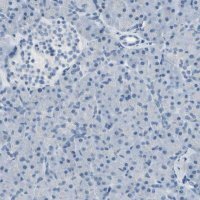 Anti-MUC5B antibody produced in rabbit