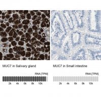 Anti-MUC7 antibody produced in rabbit 