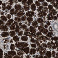Anti-MUC7 antibody produced in rabbit 