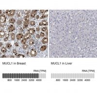 Anti-MUCL1 antibody produced in rabbit 