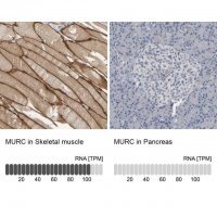 Anti-MURC antibody produced in rabbit