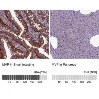 Anti-MVP antibody produced in rabbit 