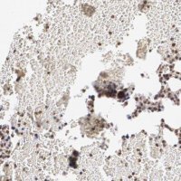 Anti-MXD1 antibody produced in rabbit