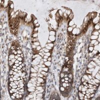 Anti-MXI1 antibody produced in rabbit 