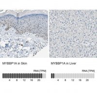 Anti-MYBBP1A antibody produced in rabbit 