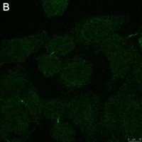 Anti-Myc tag Antibody, clone 4A6 ZooMAb� Mouse Monoclonal 