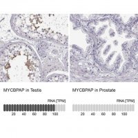Anti-MYCBPAP antibody produced in rabbit