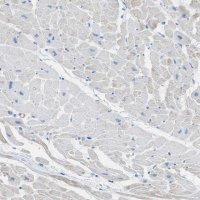 Anti-MYH11 antibody produced in rabbit 
