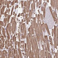 Anti-MYL2 antibody produced in rabbit 
