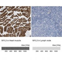 Anti-MYL3 antibody produced in rabbit 
