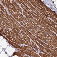 Anti-MYL7 antibody produced in rabbit