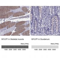 Anti-MYLPF 