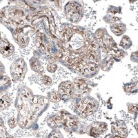 Anti-MYO1B antibody produced in rabbit 