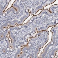Anti-MYO7B antibody produced in rabbit 