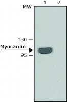 Anti-Myocardin antibody produced in rabbit SAB4200539-200UL
