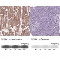 Anti-MYOM1 antibody produced in rabbit 
