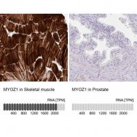 Anti-MYOZ1 antibody produced in rabbit