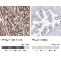 Anti-MYOZ2 antibody produced in rabbit 