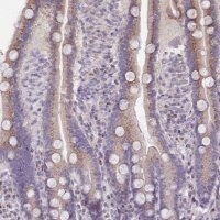 Anti-MYRFL antibody produced in rabbit 