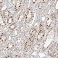 Anti-N4BP3 antibody produced in rabbit 