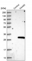 Anti-NAA60 antibody produced in rabbit HPA040916-100UL