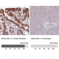 Anti-NAALADL1 antibody produced in rabbit 