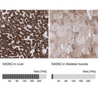 Anti-NADK2 antibody produced in rabbit
