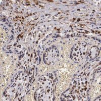 Anti-NAGA antibody produced in rabbit