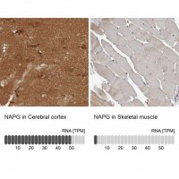 Anti-NAPG antibody produced in rabbit HPA011389-100UL