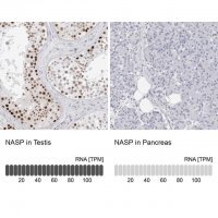 Anti-NASP antibody produced in rabbit 