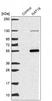 Anti-NAT16 antibody produced in rabbit 