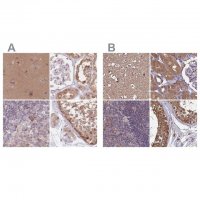 Anti-NAXE antibody produced in rabbit 