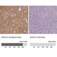 Anti-NCAN antibody produced in rabbit
