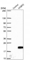 Anti-NCBP2 antibody produced in rabbit HPA044850-100UL