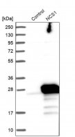 Anti-NCS1 antibody produced in rabbit