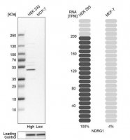 Anti-NDRG1 antibody produced in rabbit