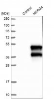 Anti-NDRG4 antibody produced in rabbit 