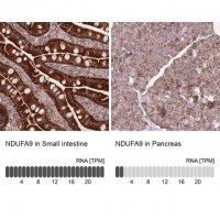 Anti-NDUFA9 antibody produced in rabbit HPA042268-100UL