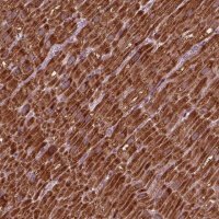 Anti-NDUFB10 antibody produced in rabbit